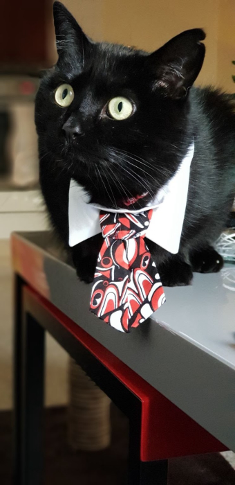 Olaf the cat with his work tie